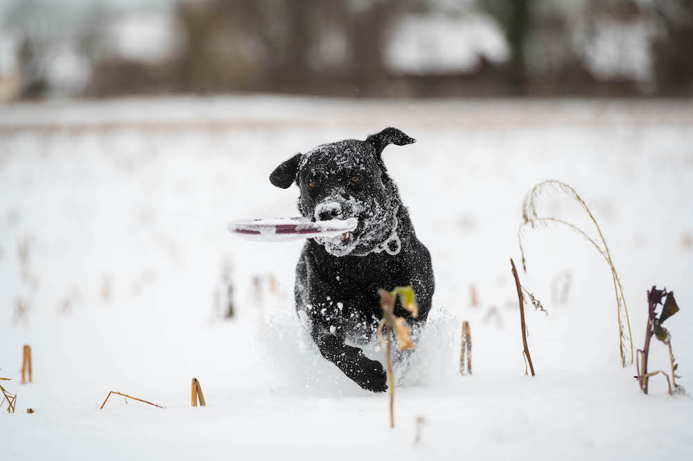Hunde, Schnee und Frisbee