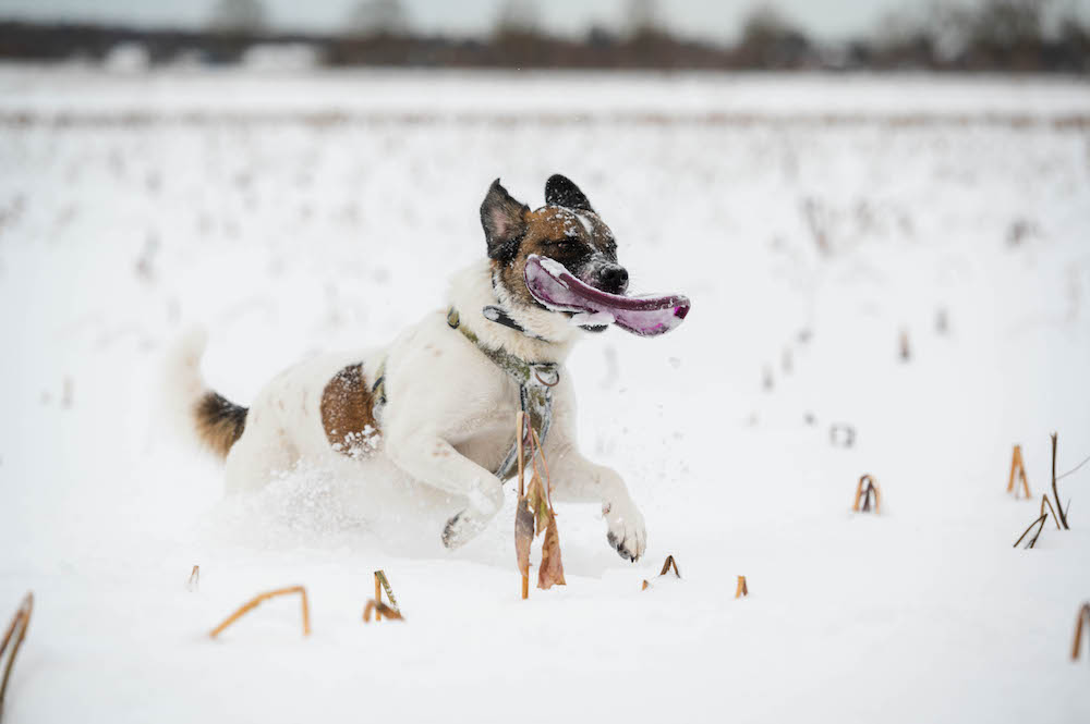 Hunde, Schnee und Frisbee