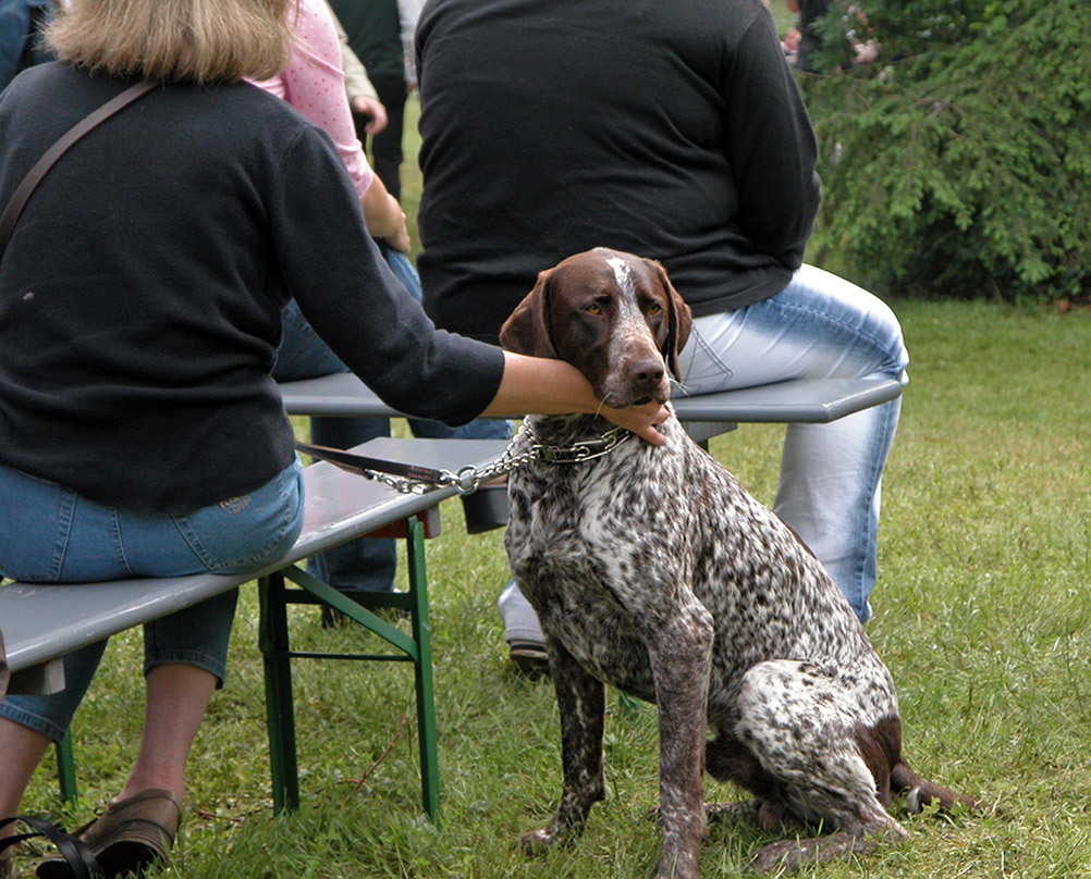 Hunde Streicheln3