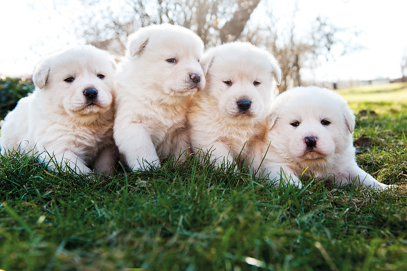 Hunde Welpen 0099