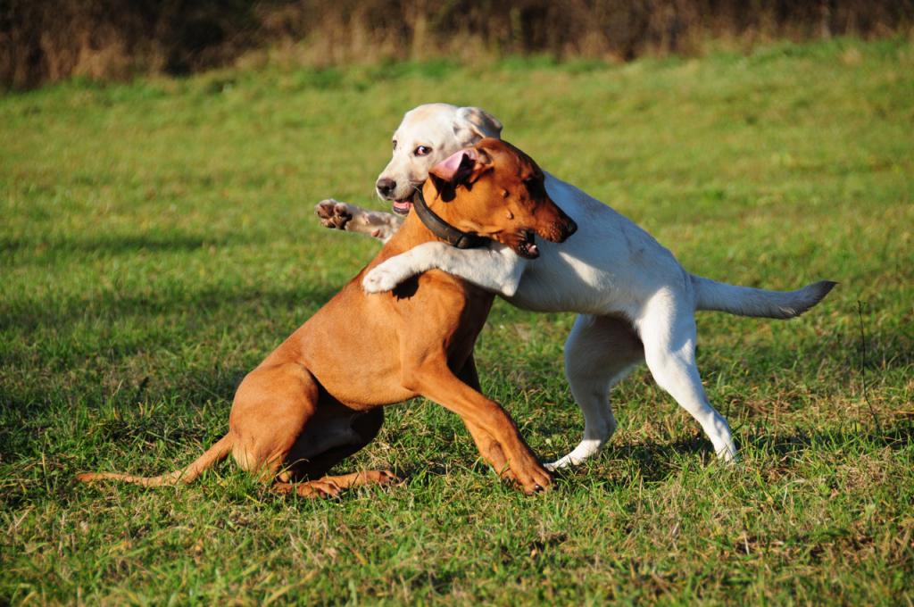 Hunde