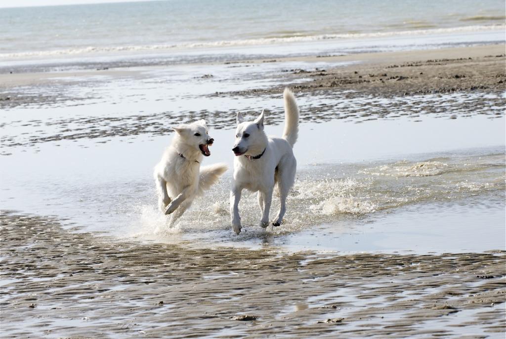 hunde