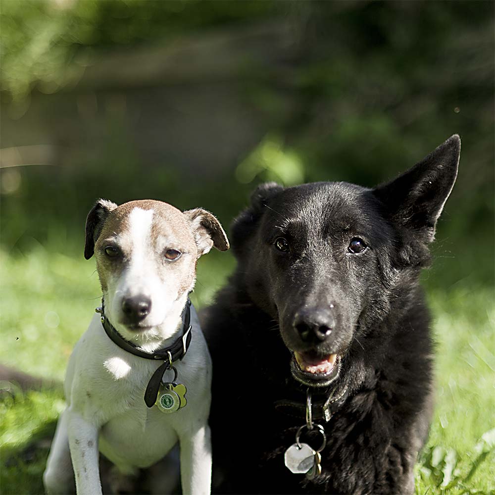 hunde1