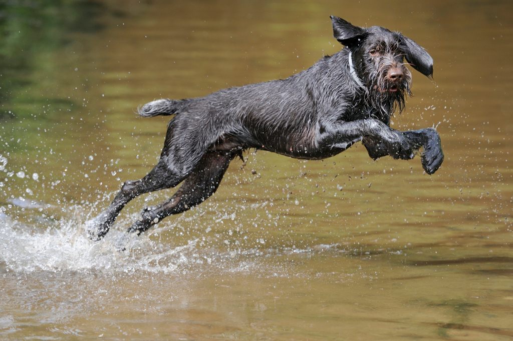 Hundeaction