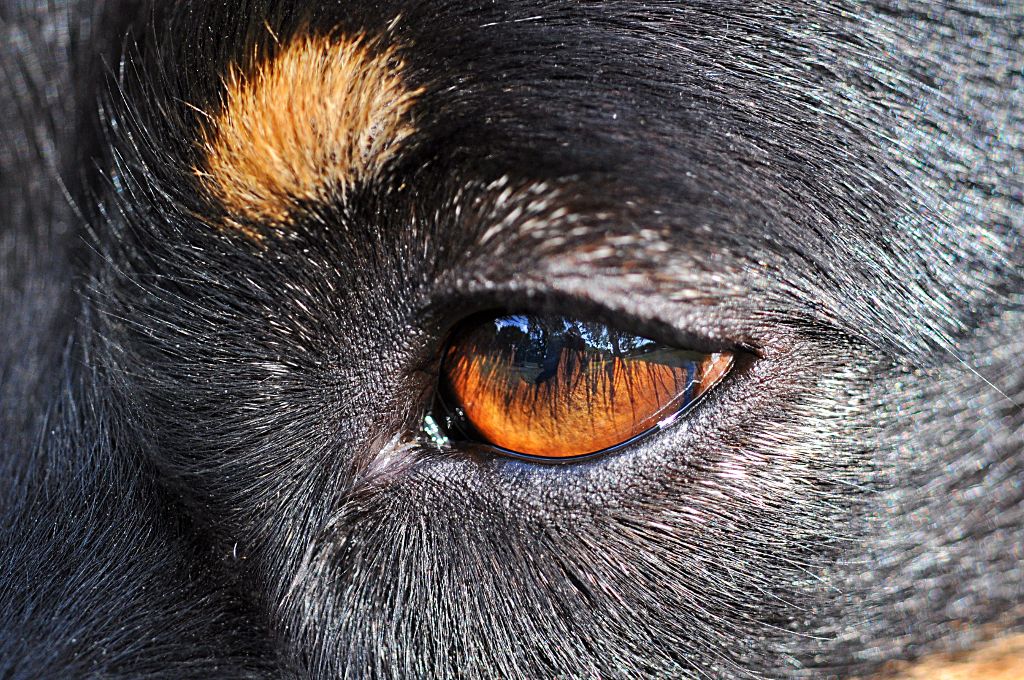 Hundeauge