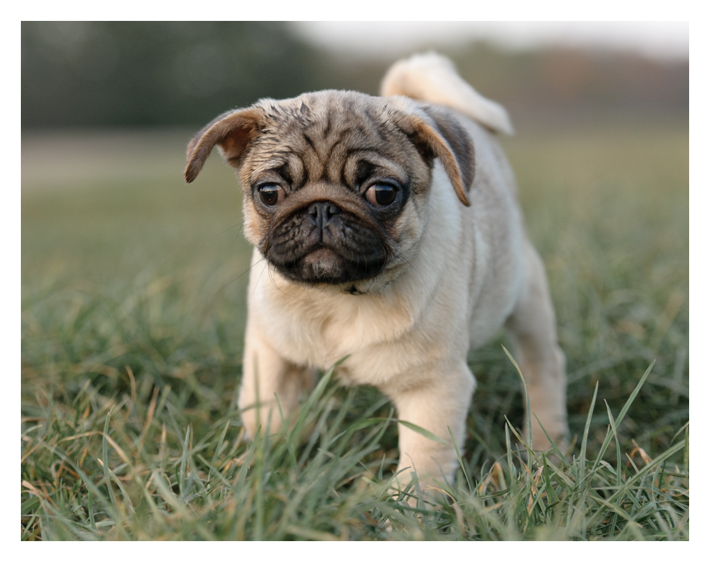 Hundebaby