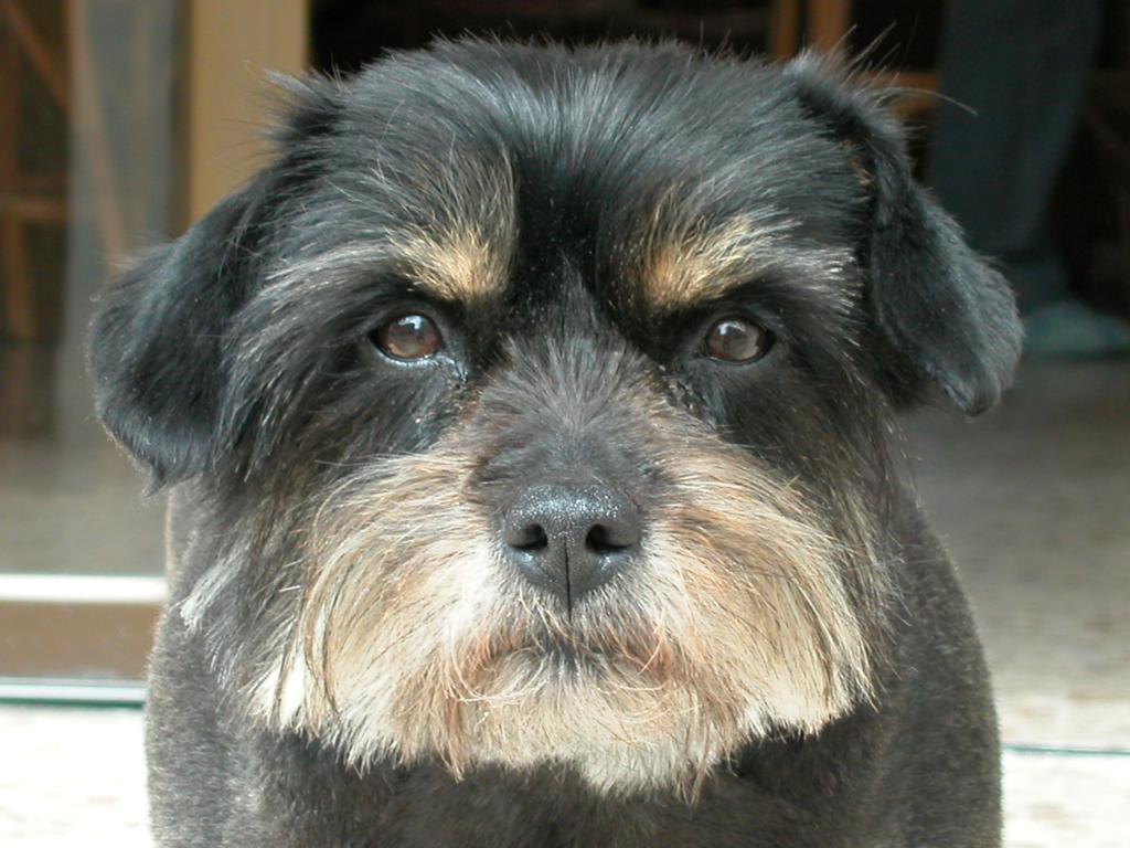 Hundeblick
