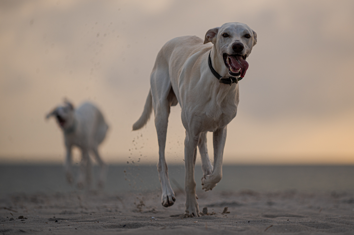 Hundeforum-1.jpg
