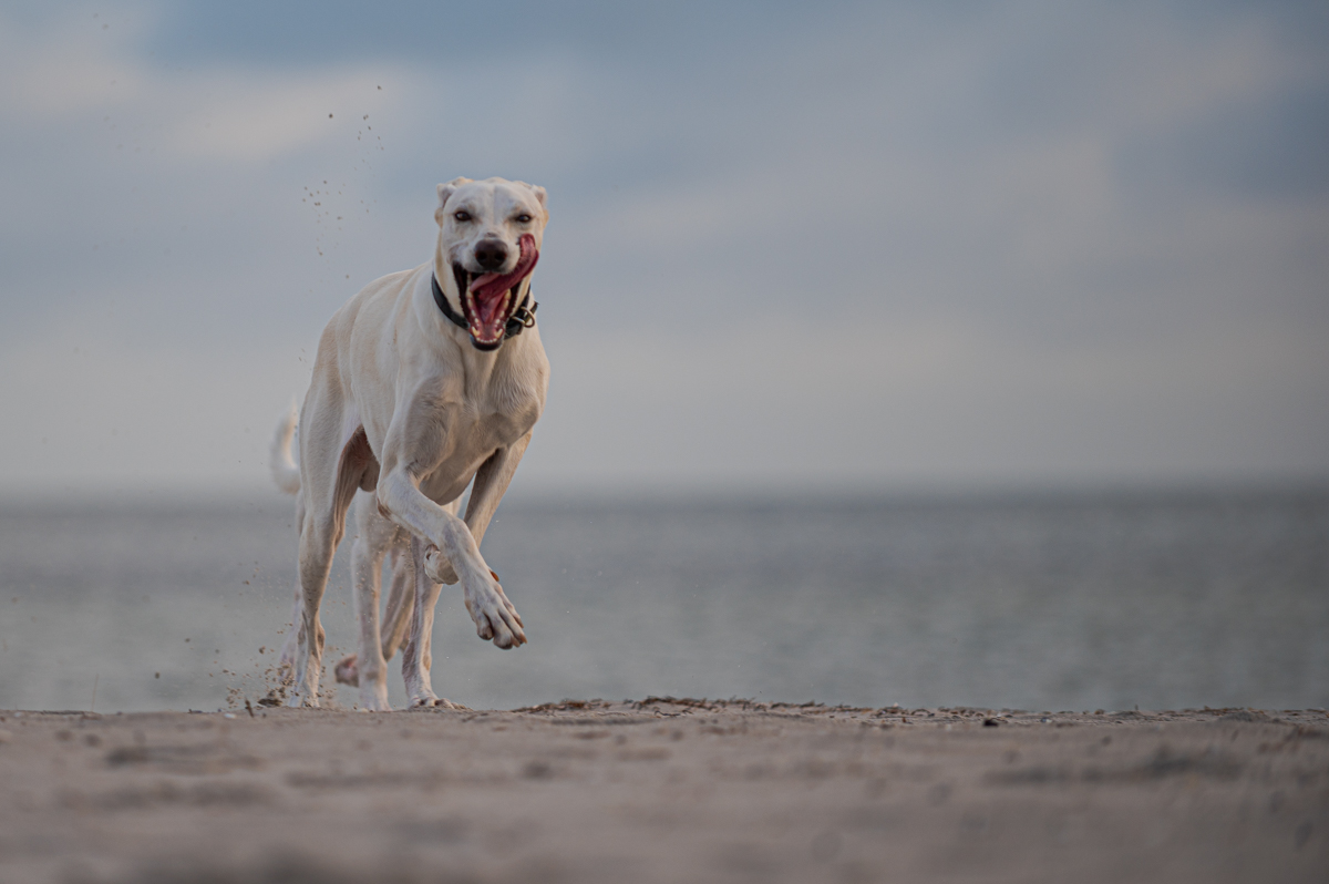 Hundeforum-2.jpg