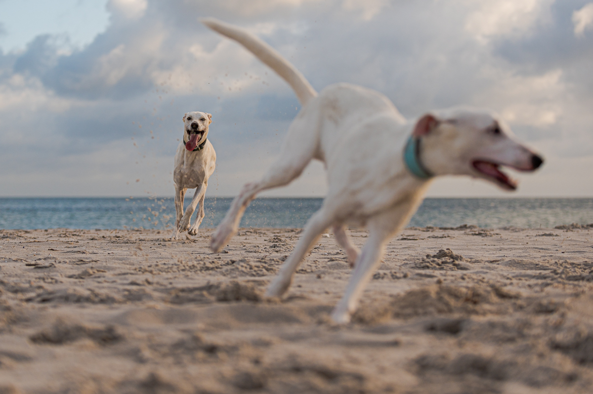 Hundeforum-3.jpg