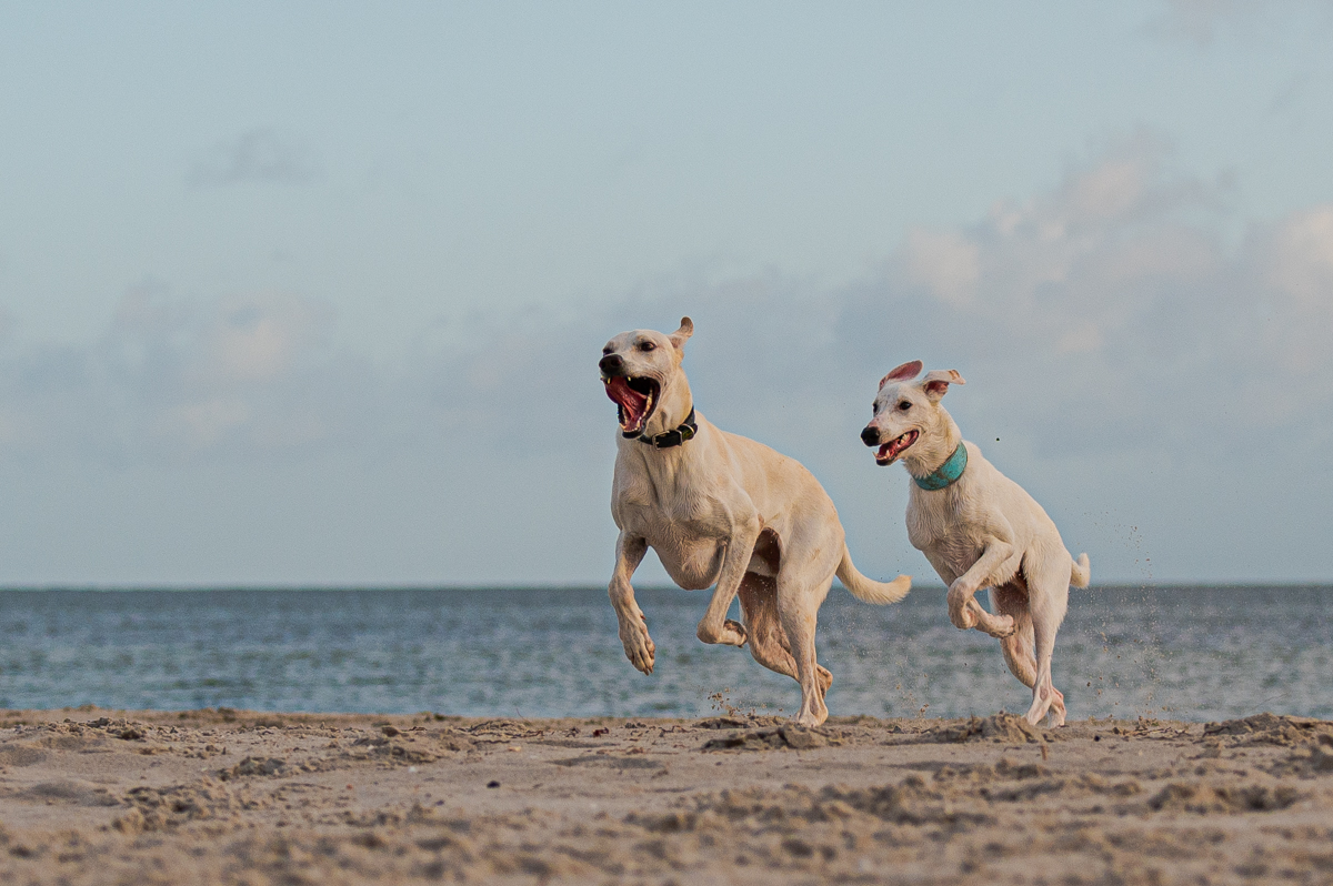 Hundeforum-4.jpg