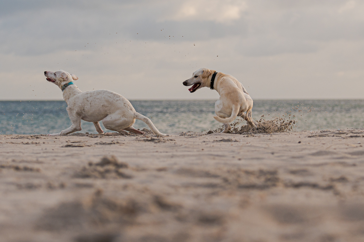 Hundeforum-5.jpg