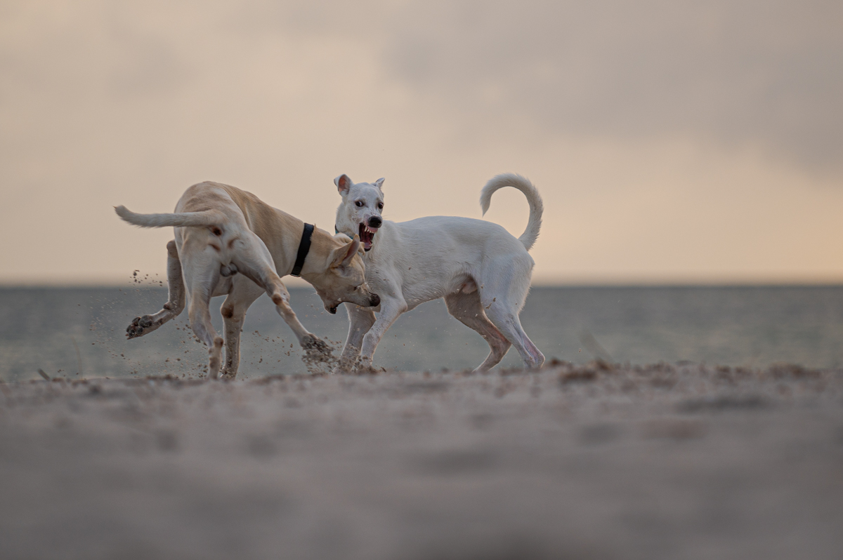 Hundeforum-6.jpg