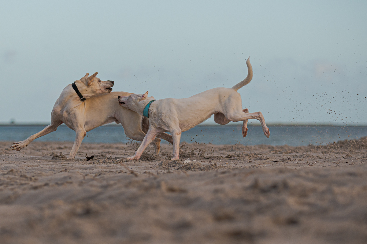 Hundeforum-7.jpg
