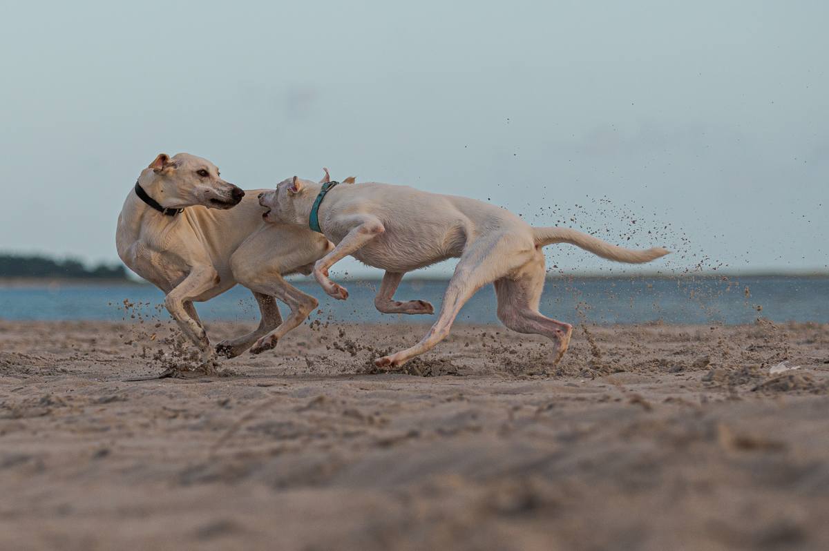 Hundeforum-8.jpg
