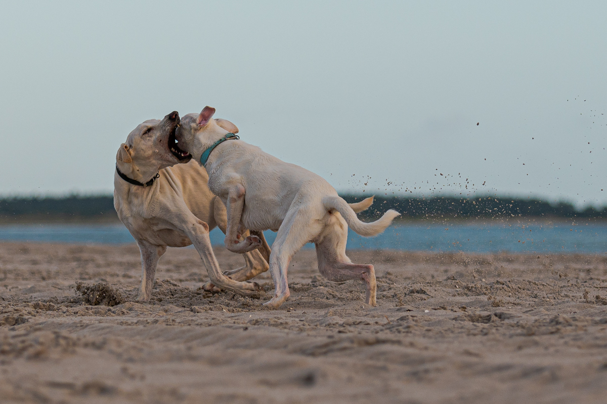 Hundeforum-9.jpg