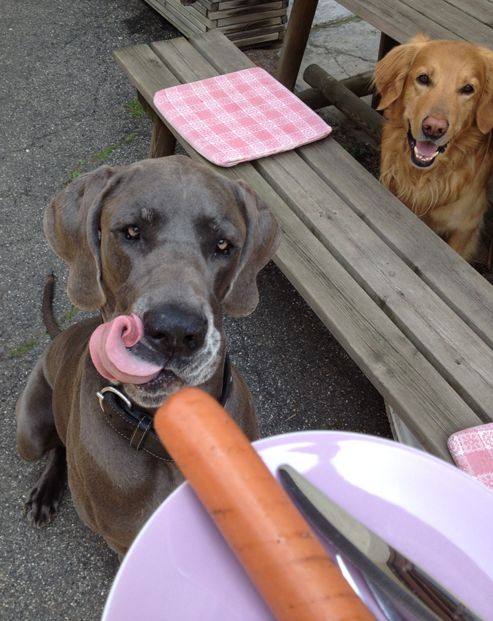 hundegrillen