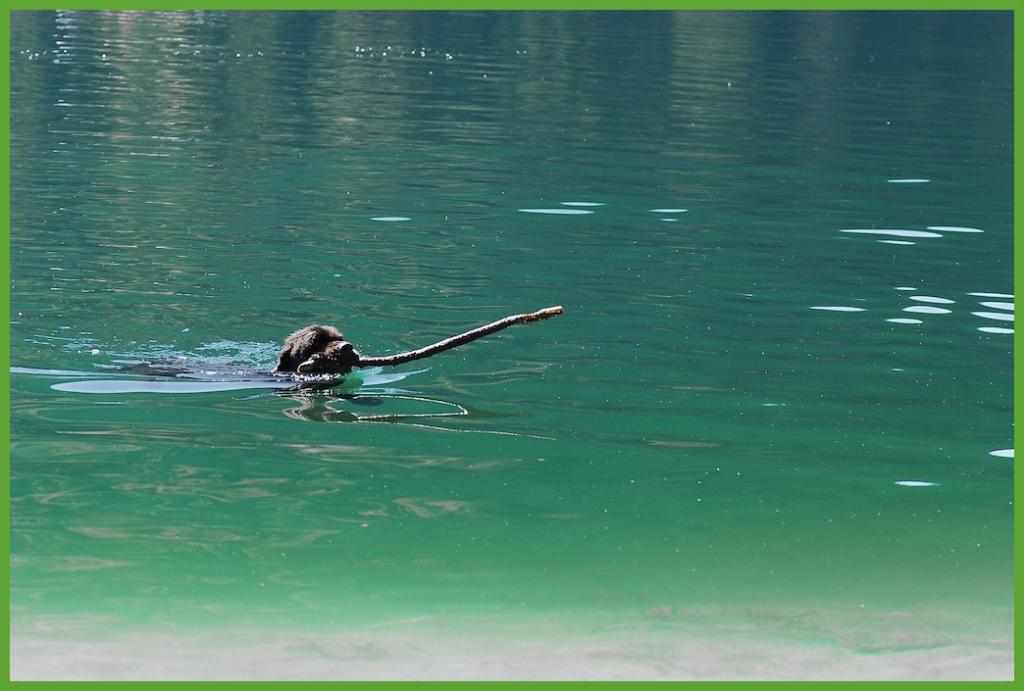 Hundehölzchen