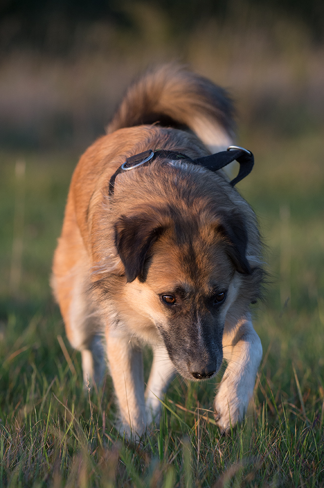 hundeherbst1