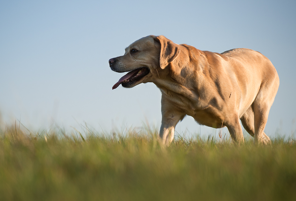 hundeherbst10
