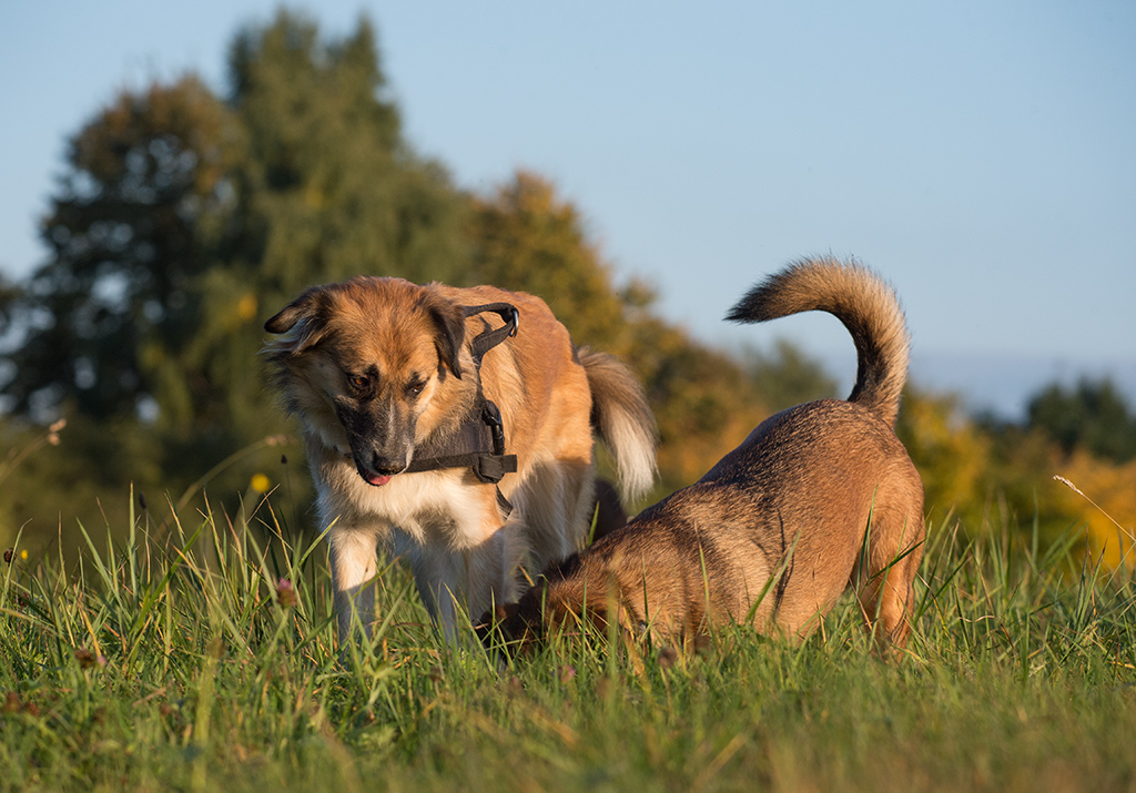 hundeherbst11