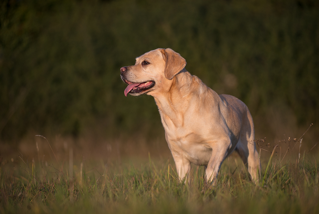 hundeherbst2
