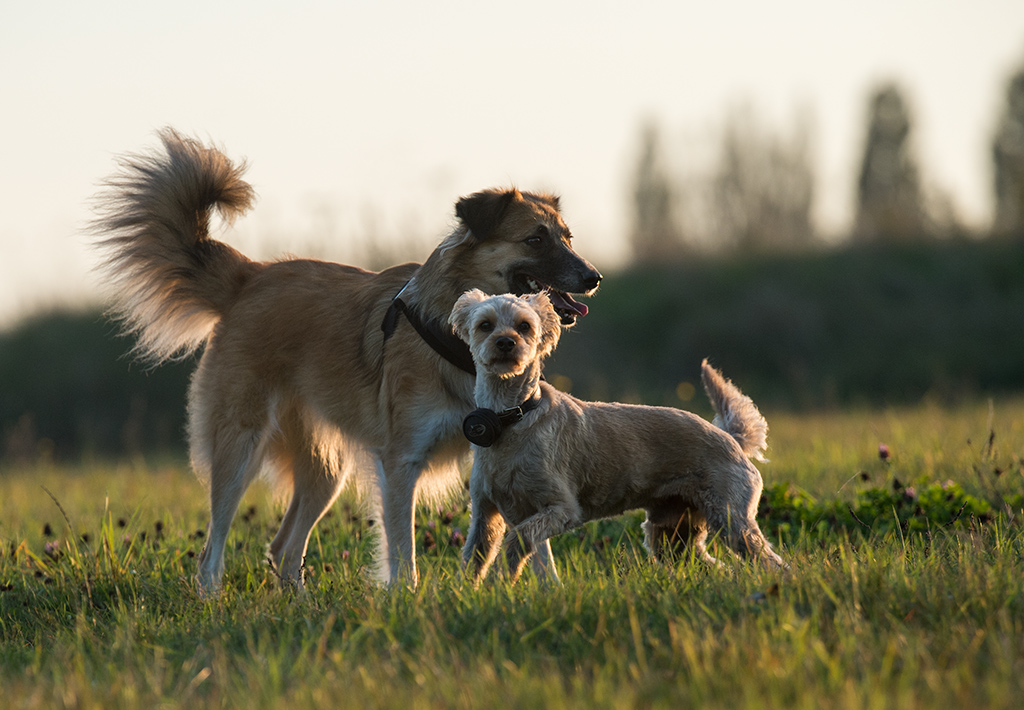hundeherbst5