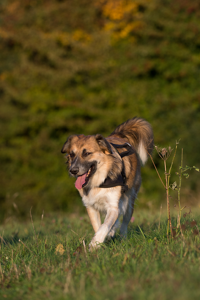 hundeherbst8