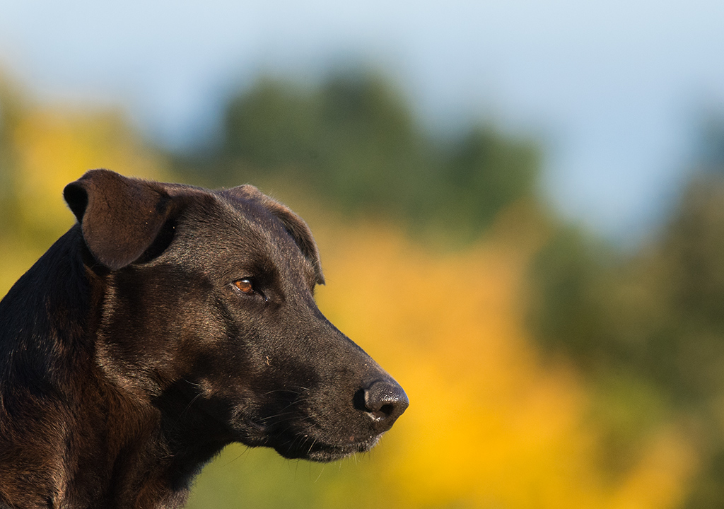 hundeherbst9