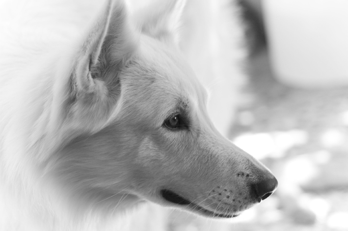 Hundekopf Seitenprofil