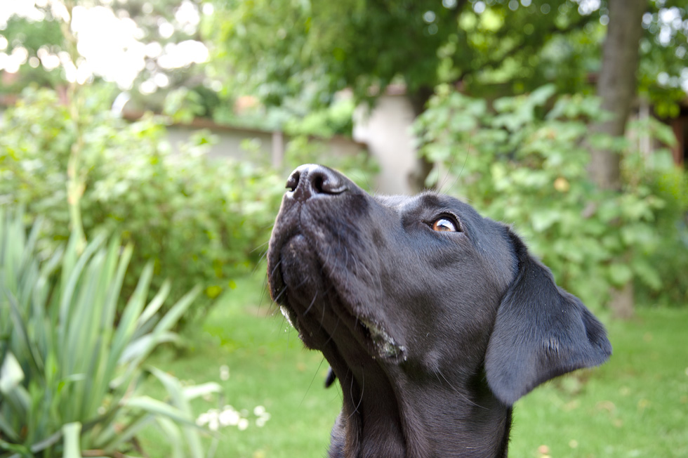 Hundeportrait (1 von 1)