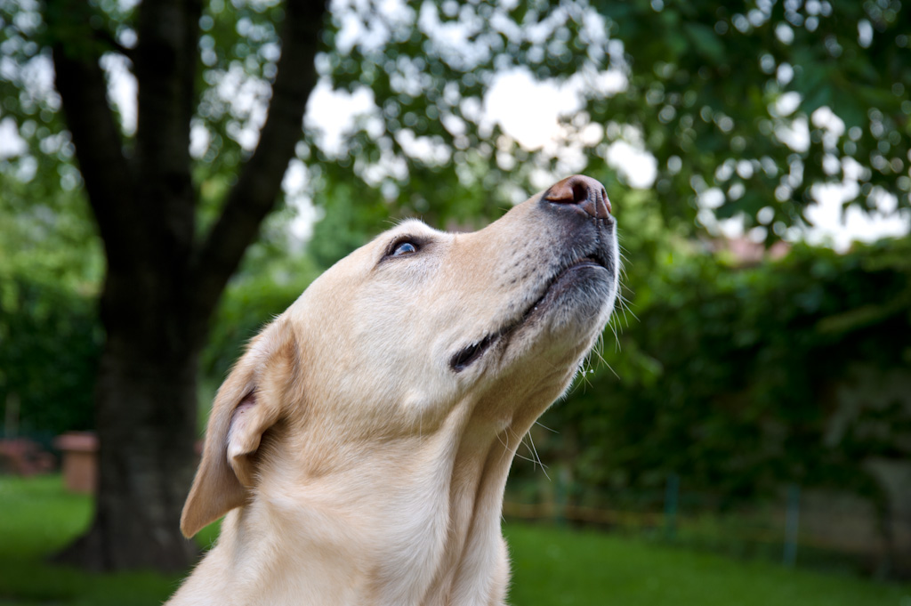 Hundeportrait (2 von 2)