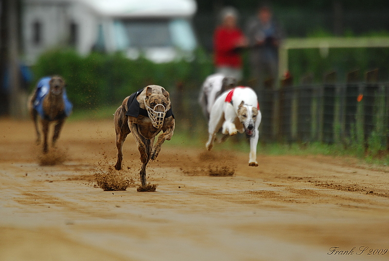 Hunderennen