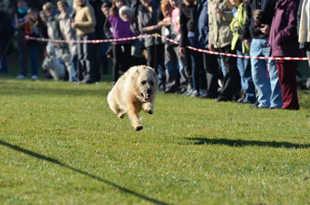 Hunderennen01