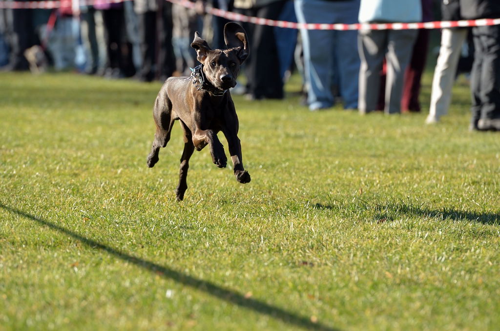 Hunderennen02