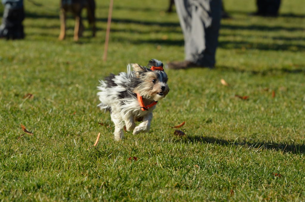 Hunderennen03
