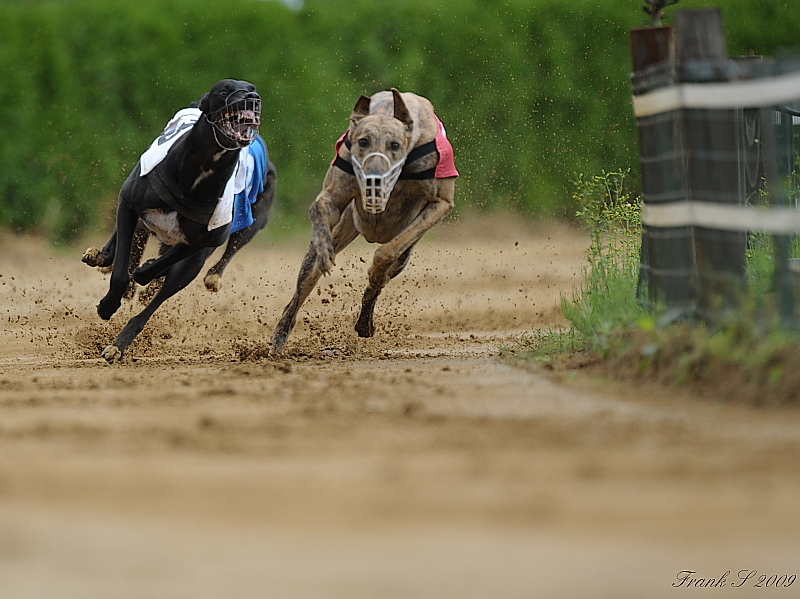Hunderennen11