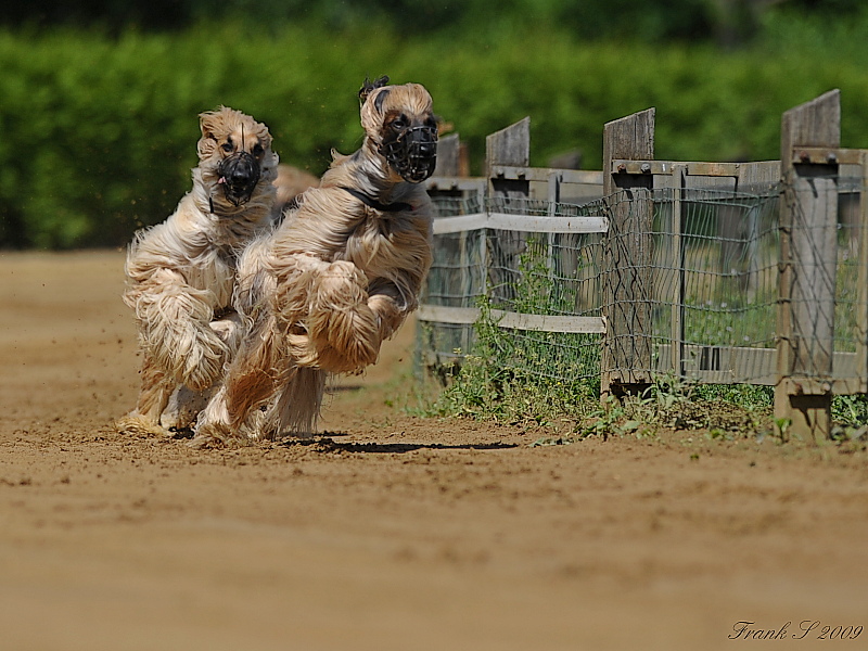 Hunderennen16