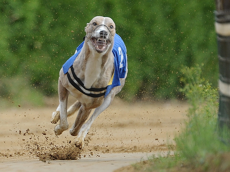 Hunderennen19
