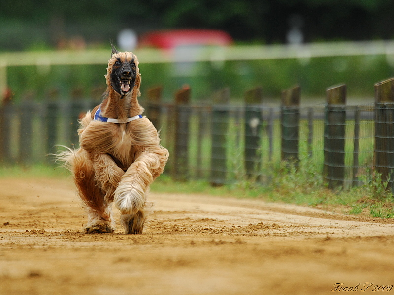 Hunderennen3