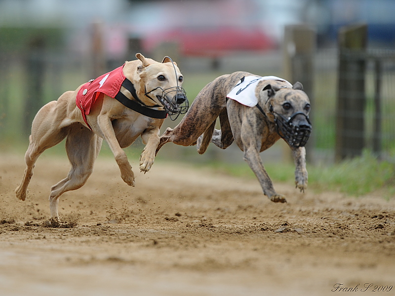 Hunderennen5