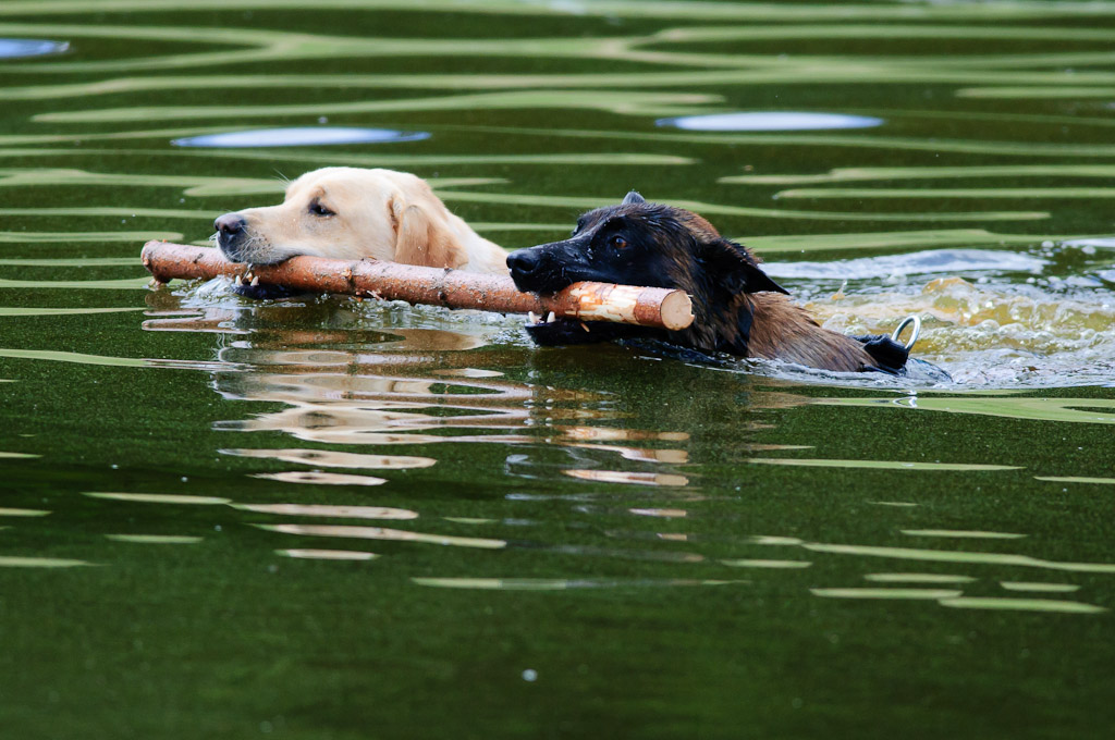Hundestreit 04