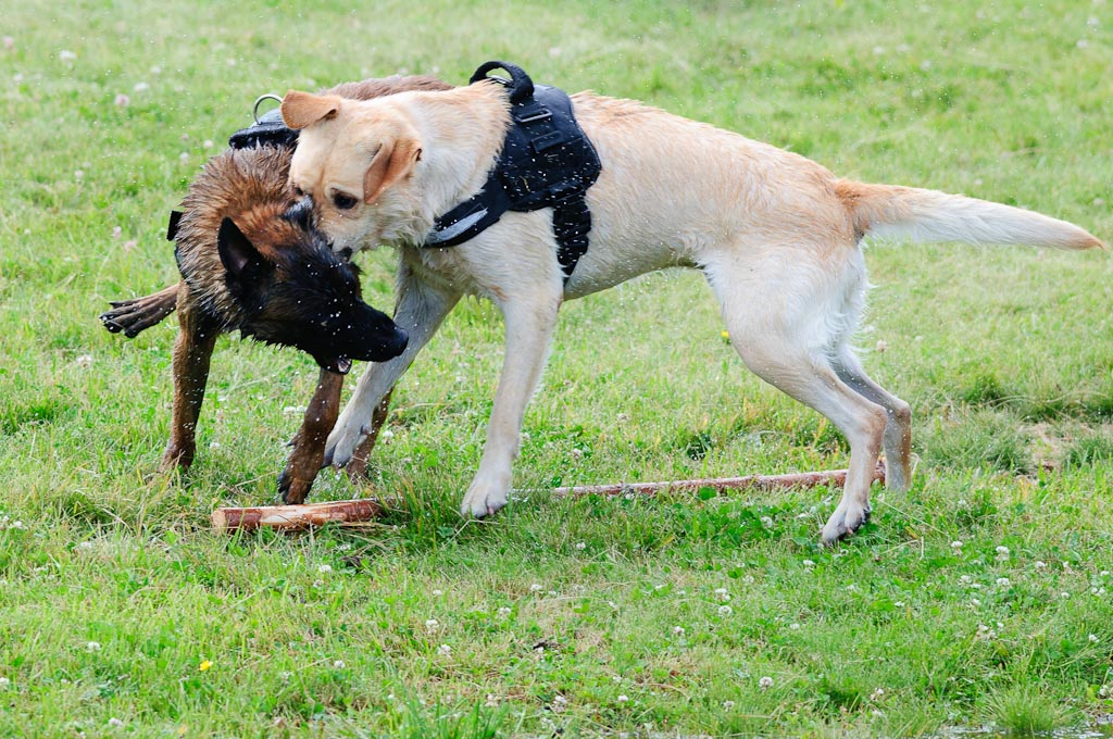 Hundestreit 06