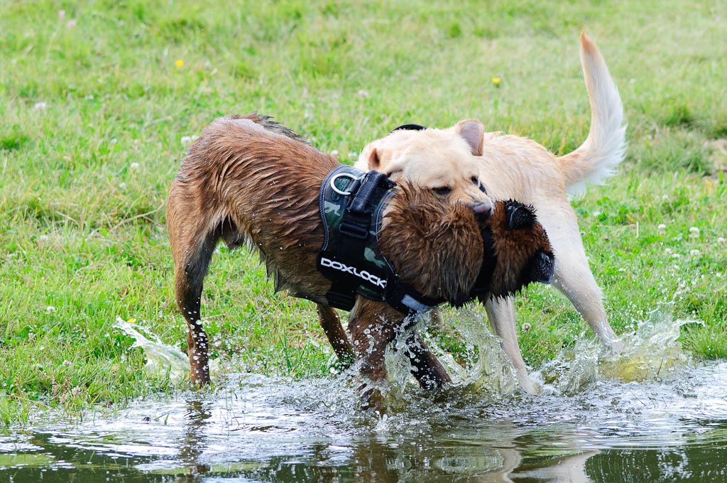 Hundestreit 08