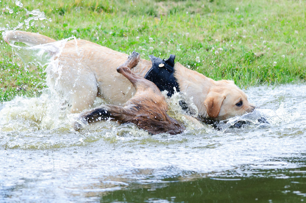 Hundestreit 09