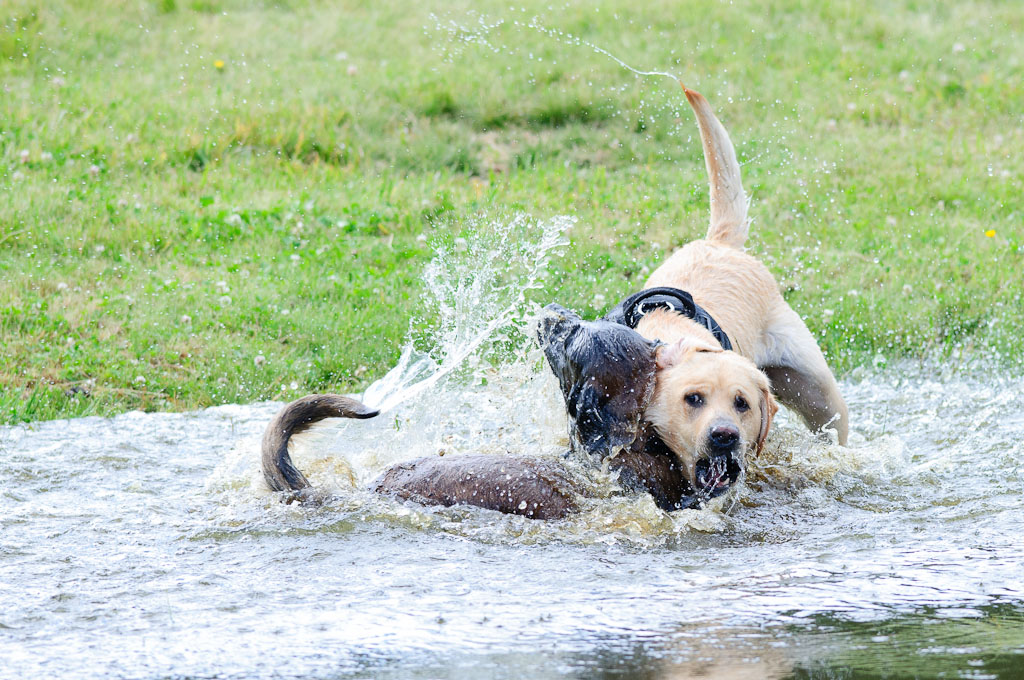 Hundestreit 10