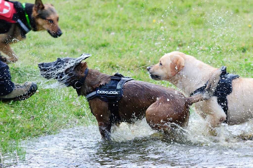 Hundestreit 12