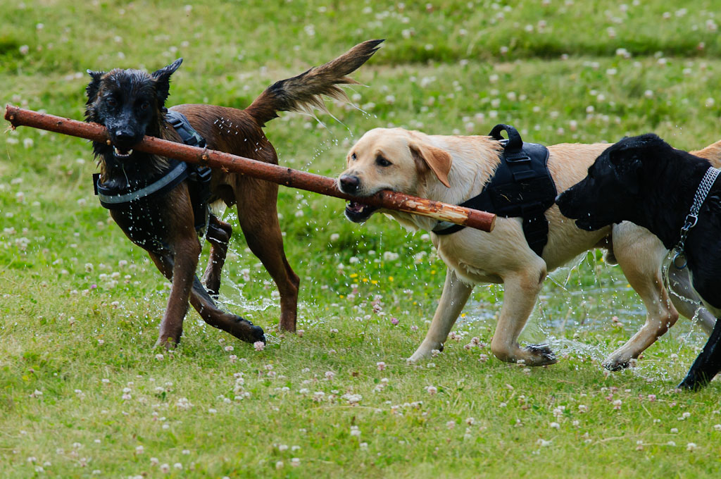 Hundestreit2 101