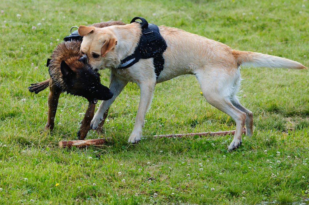 Hundestreit2 102