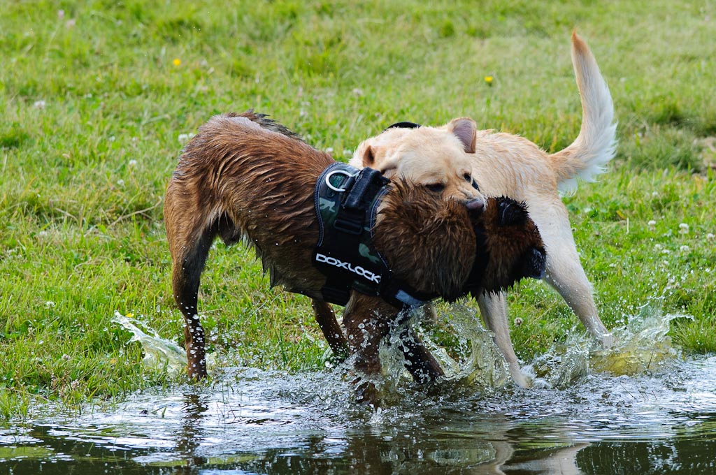 Hundestreit2 104